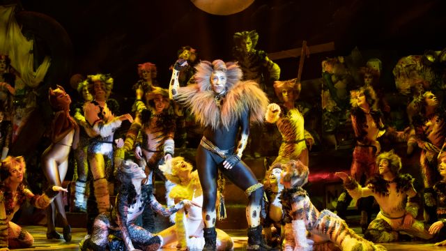 Cats Returns To Its Original Australian Home After 40 Years